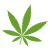 Cannabis Apo (Geibel)